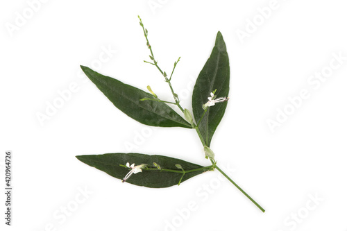 Kariyat or Andrographis paniculata, branch flowers and green leaves isolated on white background.