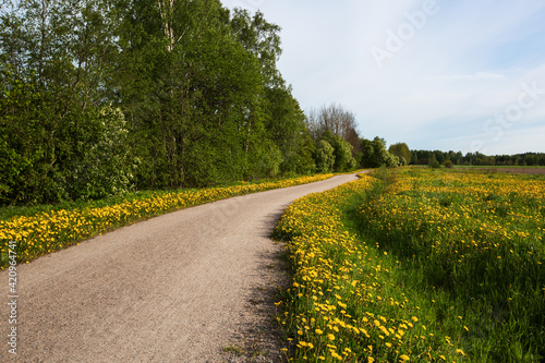 The path in the meadow of dandelion flowers