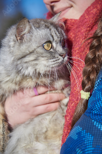 Fototapeta Naklejka Na Ścianę i Meble -  A fluffy gray cat with huge eyes in the girl's arms.