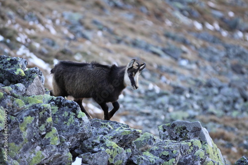 Young chamois( Rupicapra rupicapra) in high in the rocky mountains. In heavy sloping terrain he is hungry for food