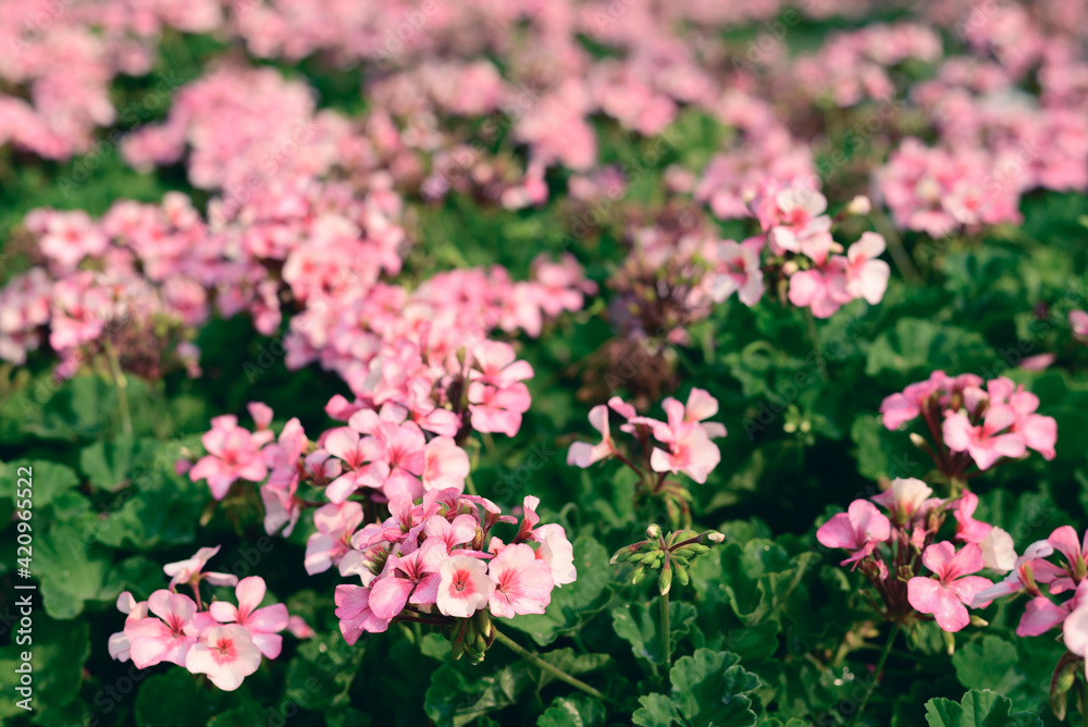 Pink geranium flower blossom in a garden, Spring season Pink geranium flower blossom in a garden, Spring season
