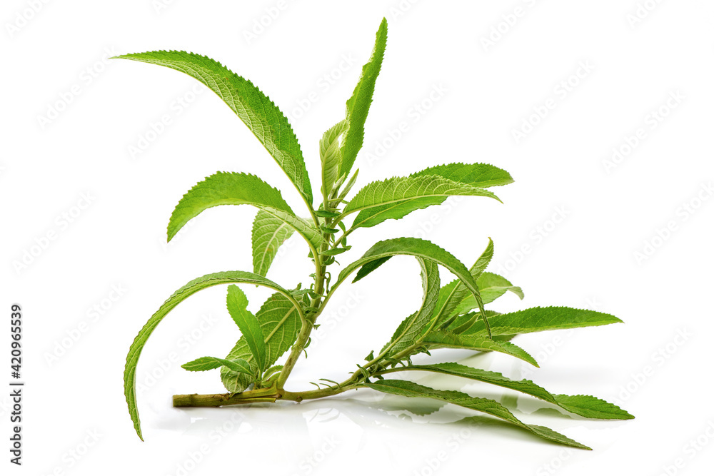 Fototapeta premium Ngai Camphor Tree green leaves isolated on white background.