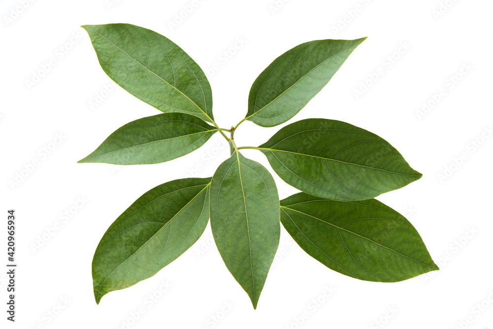 Camphor branch green leaves isolated on white background.