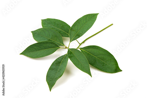 Camphor branch green leaves isolated on white background.
