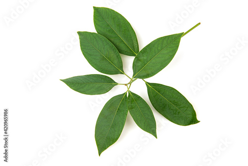 Camphor branch green leaves isolated on white background.top view,flat lay.