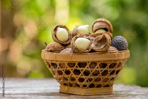 Alexandrian laurel or Calophyllum inophyllum green leaves, fruits on nature background. photo