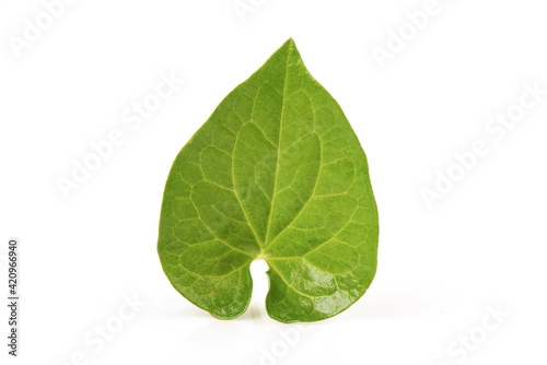 Houttuynia cordata or Plu Kaow branch green leaf isolated on white background.