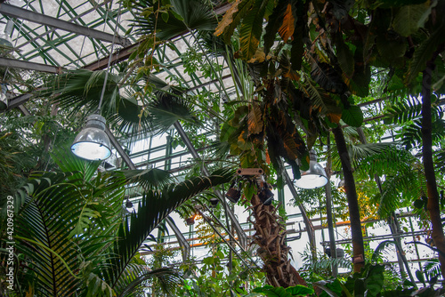 Fototapeta Naklejka Na Ścianę i Meble -  A fragment of a glass greenhouse with tropical plants.