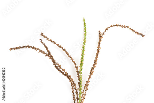 Fresh and dried plantago major or Greater plantain flowers isolated on white background.