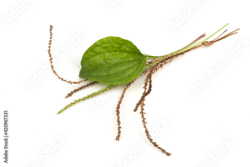 Plantago major or Greater plantain leaf and flowers isolated on white background.