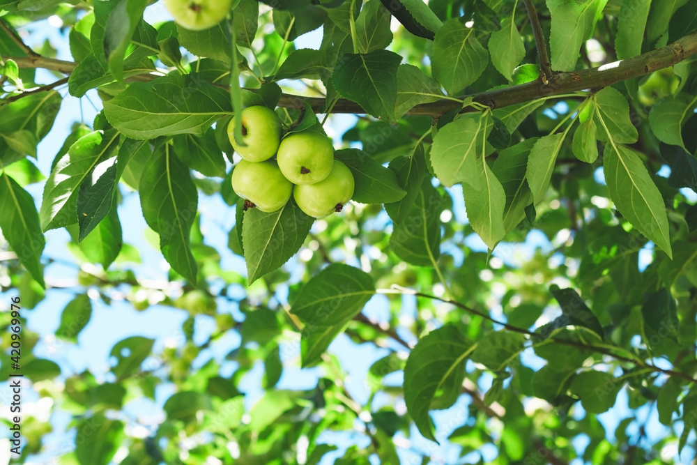 Green apples on a branch with leaves.