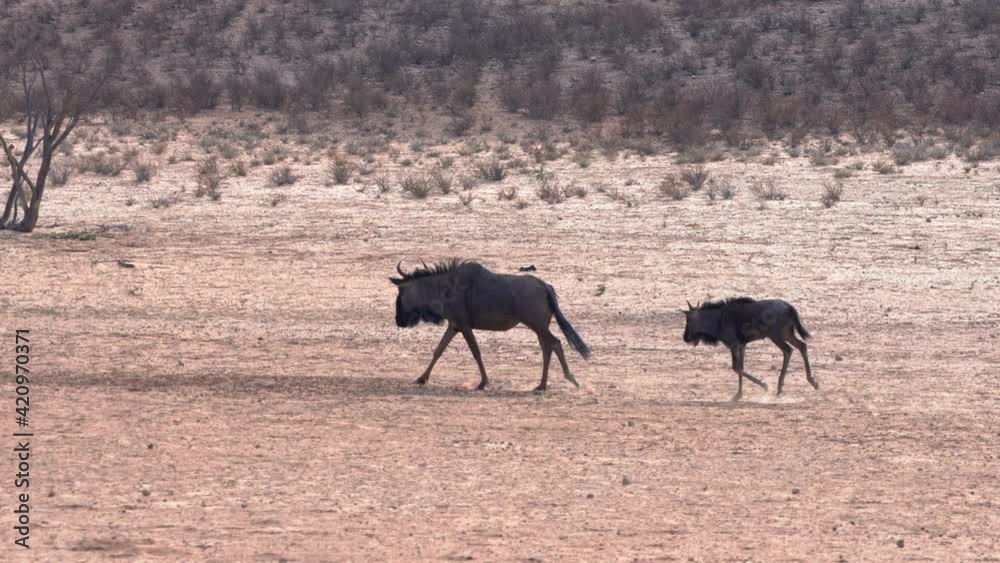 A muscled wildebeest and its calf running gracefully in Kgalagadi Transfrontier Park during sunset - Kalahari Desert, Upington, South Africa. A muscled wildebeest and its calf running gracefully in Kgalagadi Transfrontier Park during sunset - Kalahari Desert, Upington, South Africa.