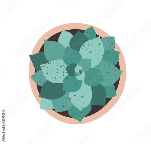 Top view of potted echeveria with bunch of fleshy leaves. Beautiful southern succulent in flowerpot. Interior plant isolated on white background. Flat textured vector illustration