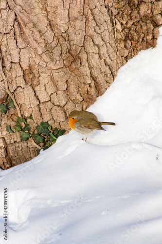Bird in the snow