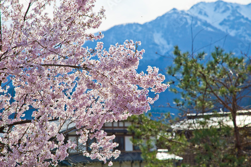 Springtime in Shirakawago village, Gifu, Japan photo