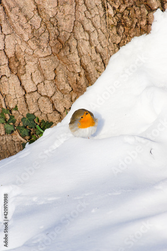 Bird in the snow