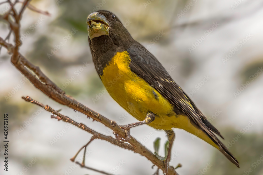 Fototapeta premium Spot-winged grosbeak (Mycerobas melanozanthos) munching fruits at Pangot, Uttarakhand, India.