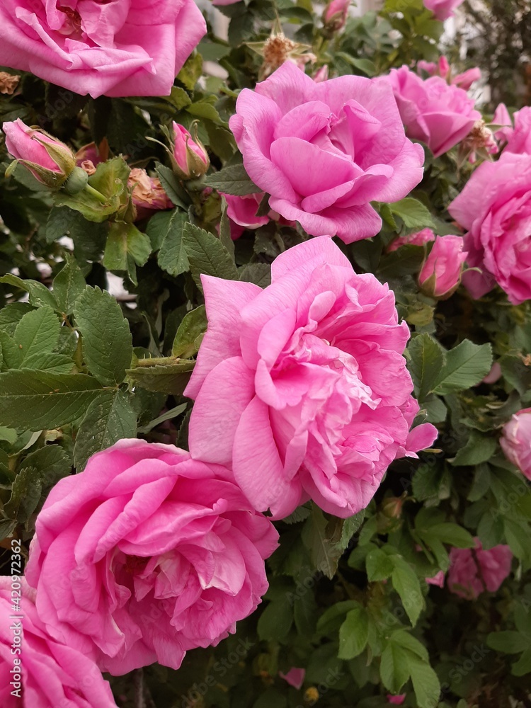 Obraz premium pink roses in a garden