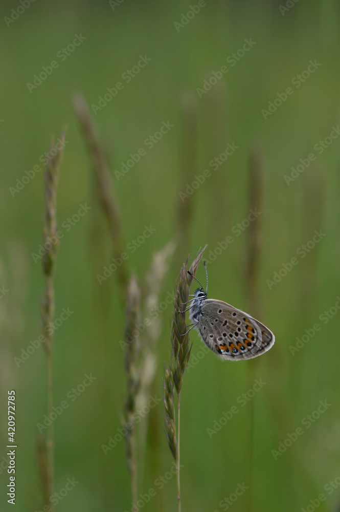 Brown argus butterfly on a plant in nature close up Brown argus butterfly on a plant in nature close up