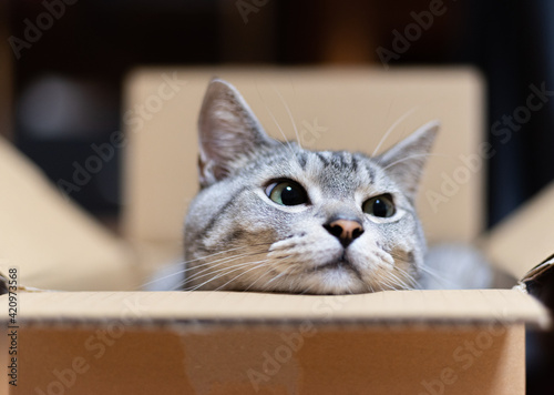 箱から顔を出す猫 サバトラ猫