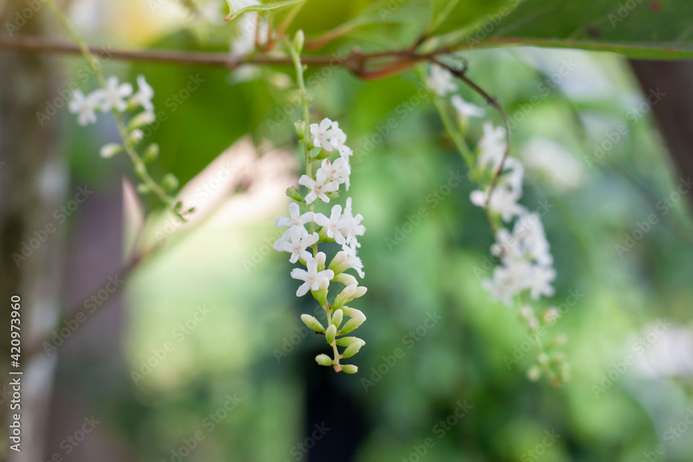 Florida fiddlewood, Spiny fiddlewood or Citharexylum spinosum bloom and has a soothing aroma on tree in the garden on blur nature background. Florida fiddlewood, Spiny fiddlewood or Citharexylum spinosum bloom and has a soothing aroma on tree in the garden on blur nature background.