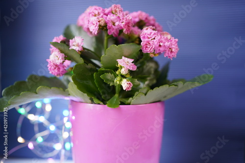 Fototapeta Naklejka Na Ścianę i Meble -  Kalanchoe flower magenta color with a glowing garland of multicolored bulbs on a blurred blue background. Soft selective focus
