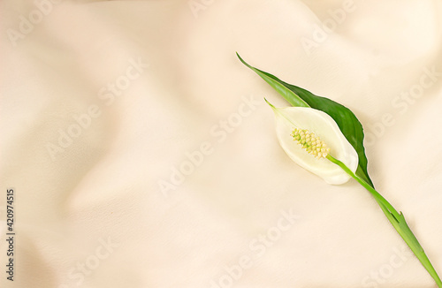 Wallpaper Mural white flower Torontodigital.ca