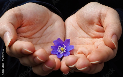 Woman hands with wild violets, early spring flowers
