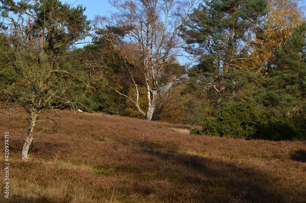Herbst Landschaft in der Tietlinger Heide, Niedersachsen Herbst Landschaft in der Tietlinger Heide, Niedersachsen