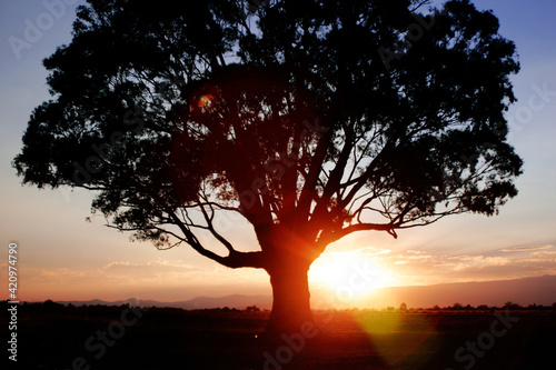silhouette of a tree at sunset  la Sierra Tarahumara  M  xico