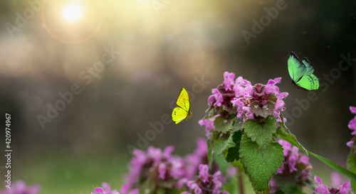 Spring time background. Butterflies flying on the spring flowers