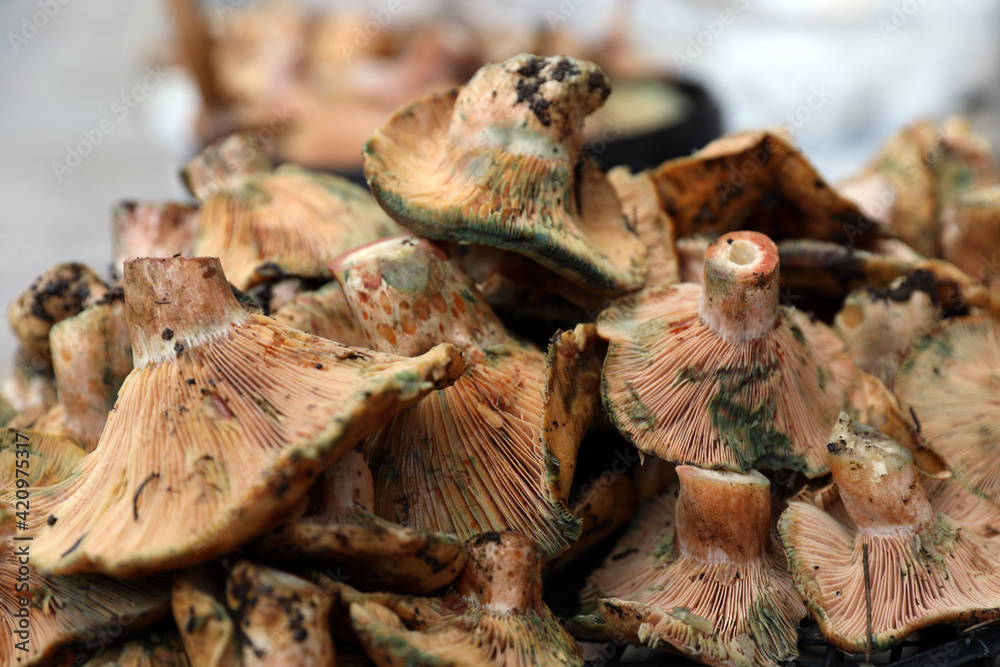 A close view of many saffron milk cap mushrooms (Lactarius deliciosus) lower caps, similar to Lactarius Sanguifluus and Lactarius Deterrimus A close view of many saffron milk cap mushrooms (Lactarius deliciosus) lower caps, similar to Lactarius Sanguifluus and Lactarius Deterrimus