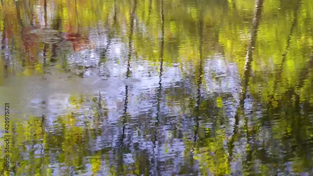 Gently rippling water surface reflects woodland trees and is disturbed when a rock is thrown in. Gently rippling water surface reflects woodland trees and is disturbed when a rock is thrown in.