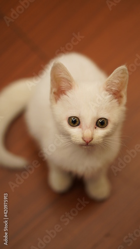 One little cute white cat playing in the home