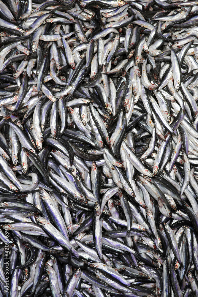 anchovy in the fish market