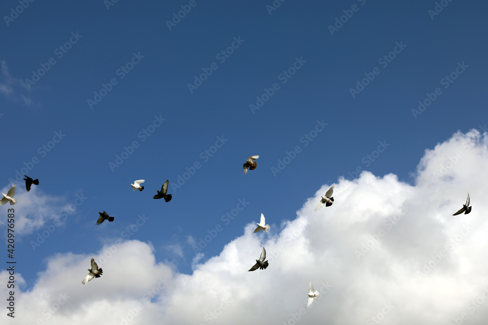Fototapeta premium flying birds in the blue and cloudy sky 