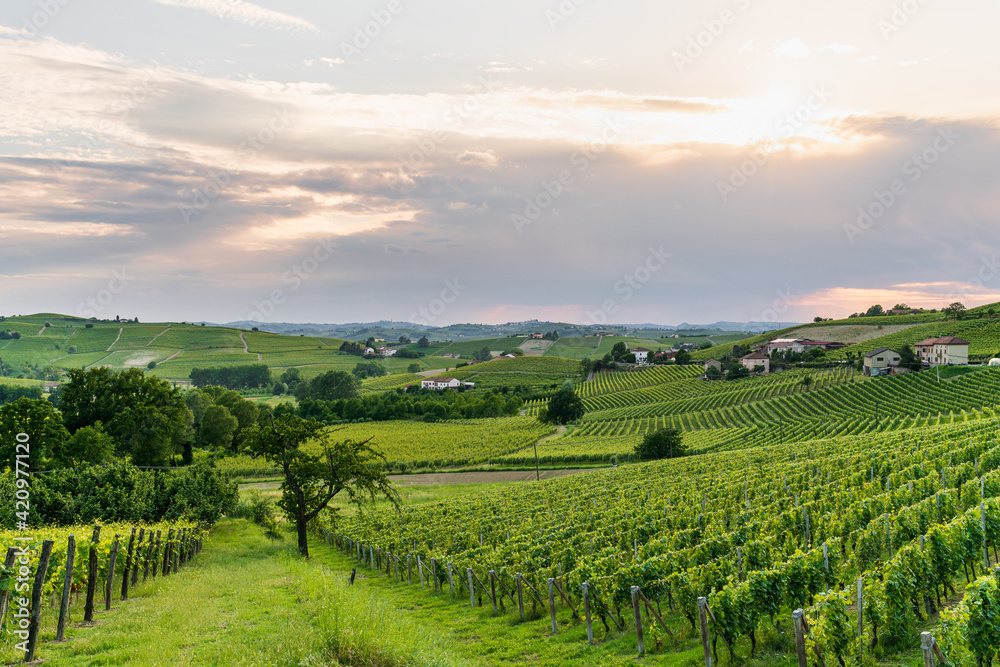 Fototapeta premium Panorama of Langhe vineyards at sunset, Piedmont, Italy