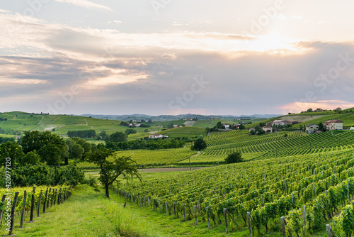 Panorama of Langhe vineyards at sunset  Piedmont  Italy