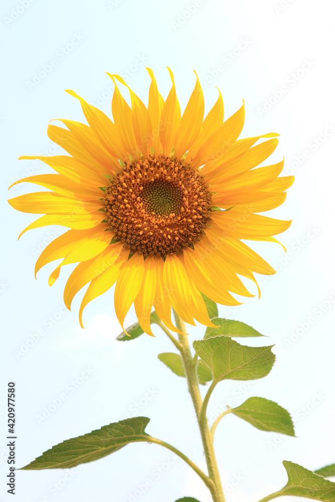 A single sunflower (disk flower, cut flower) against blue sky. A single sunflower (disk flower, cut flower) against blue sky.