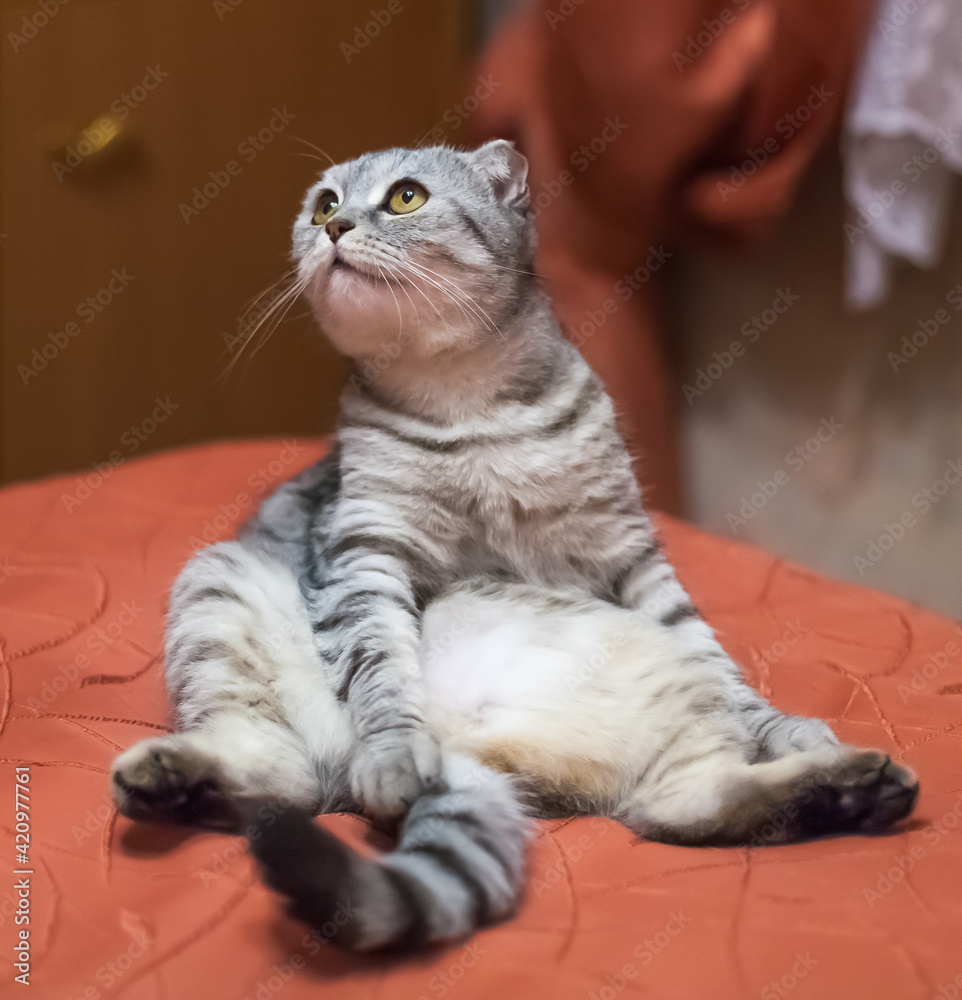 Fototapeta premium cat Scottish fold