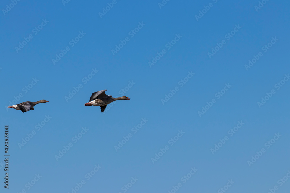 Greylag geese in flight Storoeyodden Fornebu. High quality photo