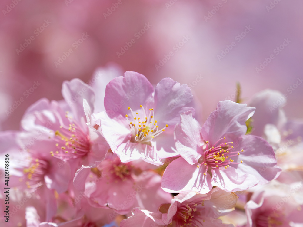 満開のサクラの花 満開のサクラの花
