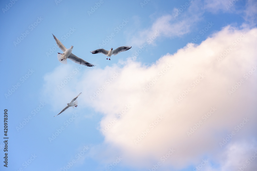 Ivory seagulls flying in the sky over the sea at sunset sky