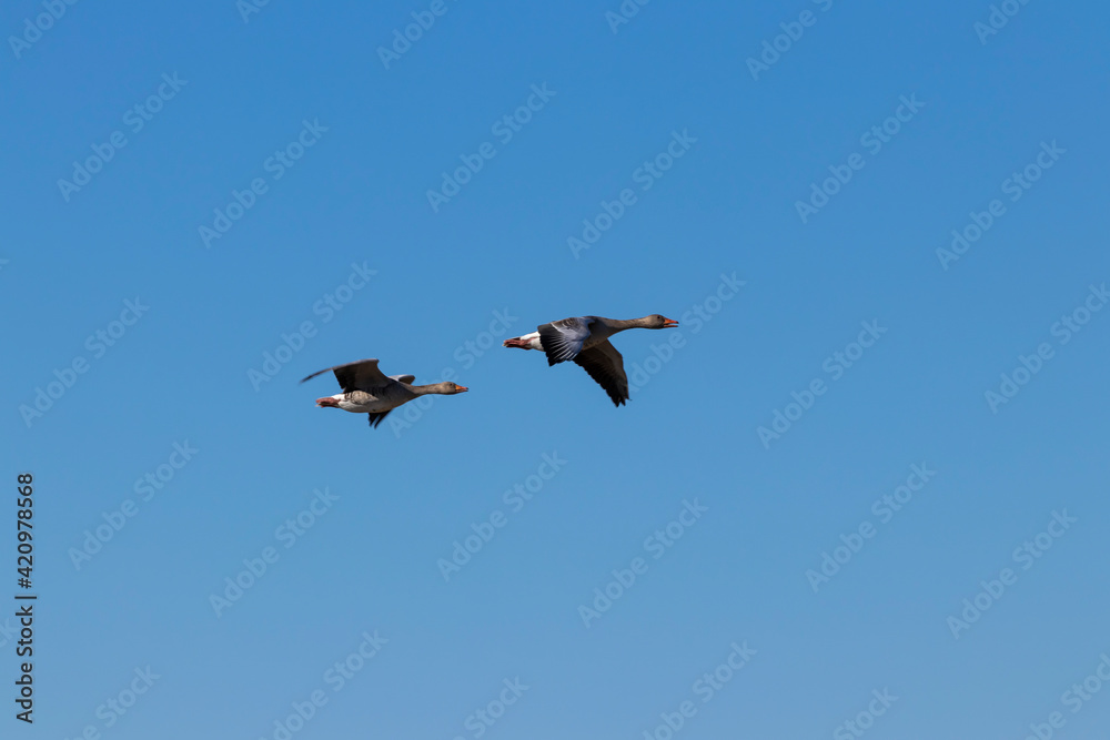 Greylag geese in flight Storoeyodden Fornebu. High quality photo