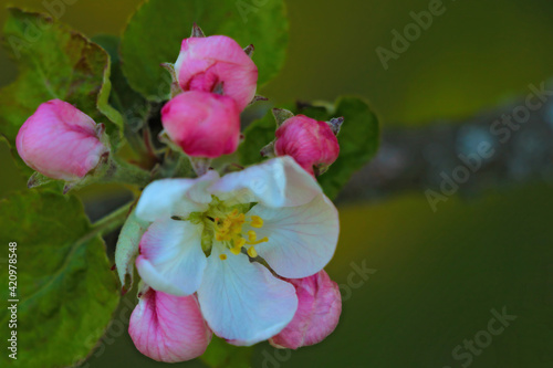 View of a blossoming branch of an apple tree in the garden.