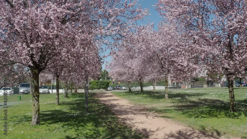 romantic pink flower tunnel on public park trees. springtime in the city romantic pink flower tunnel on public park trees. springtime in the city