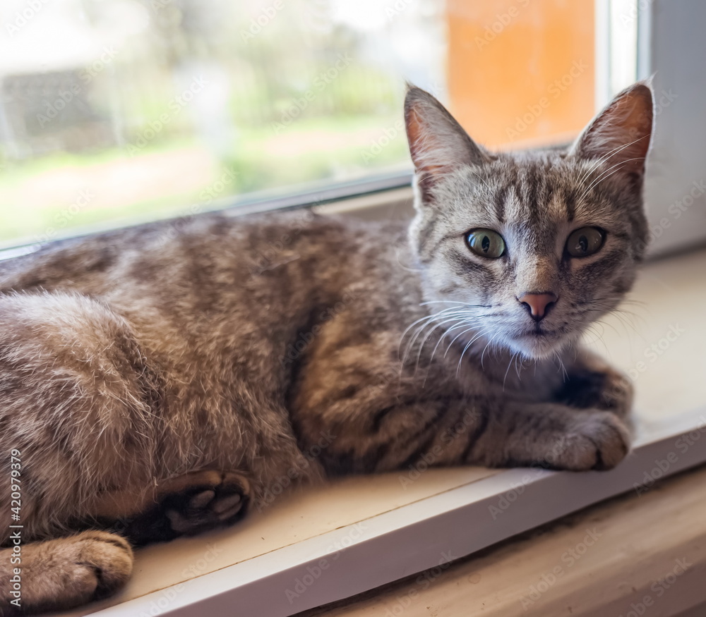 Young grey cat on the windowsill closeup