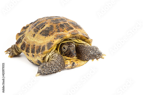 land turtle
