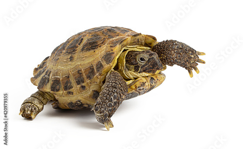 land turtle