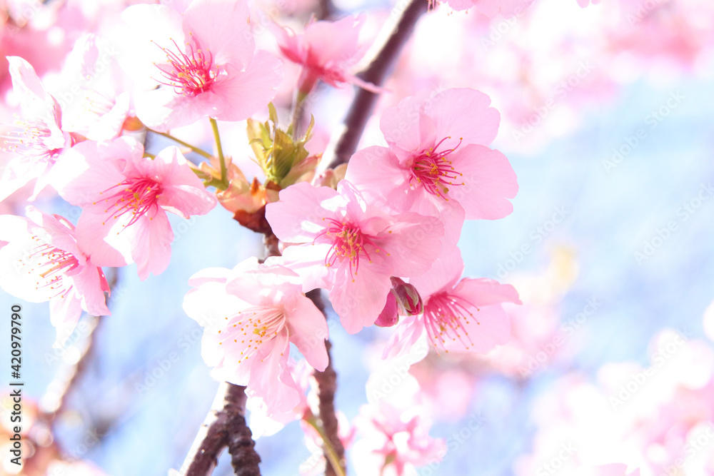 サクラ さくら 桜 ピンク 淡い パステル かわいい 穏やか 新生活 美しい 満開 入学